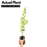 Savannah Cherry (Eugenia Calycina) Seedling Fruit Plant (Home & Garden Plants)