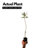 Birth Star : Swathi|Chothy|Suvathi (Plant: Neermaruthu-Terminalia Arjuna|Lagerstroemia Speciosa) (Home & Garden)