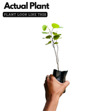 Flowering Plant Birth Star: Karthika (Plant: Mandaram / Bauhinia variegata) Flowering/Ornamental Live Plant (H&G)