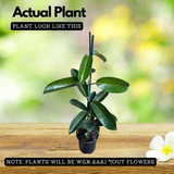 Madagascar Jasmine(Stephanotis floribunda)Live Plant (Home & Garden)