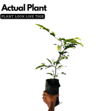 Sweet Tamarind / Madhura Puli / Valanpuli (tamarindus indica) (Grafted) Live Fruit Plant (Home & Garden)