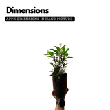 Lilly Pilly (Syzygium australe) Fruit Live Plant (Home & Garden)