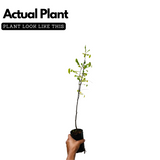 Star Fruit (Averrhoa carambola) Fruit Live Plant (Home & Garden)