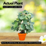 Peepal Tree(Ficus Religiosa)Live Plant (Home & Garden)