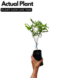 Red Tecoma / The Cape Honeysuckle (Tecoma capensis) Flowering/Ornamental Live Plant (Home & Garden)