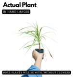 Dracena Chloroma Live Plant (Home & Garden)