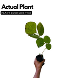 Palash / Flame Of The Forest (Butea Monosperma) Ornamental/Medicinal Live Plant (Home & Garden)