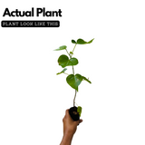 Poovarasu (Thespesia Populnea) Portia Tree / Pacific Rosewood, Flowering / Ornamental Live Plant (Home & Garden)