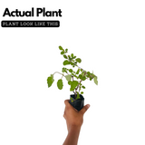 Thazhuthama (Boerhaavia Diffusa)Tamilama / Punarnava / Beshakapore / Medicinal Live Plant (Home & Garden)