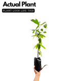 Bacuripari Fruit (Garcinia macrophylla) Seedling Fruit Plant (Home & Garden Plants)