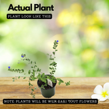 Vishnu kranthi(Dwarf Morning-glory)Live Plant (Home & Garden)