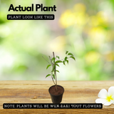 Sankrant Vel Plant - Flame VinePyrostegia venusta(Home & Garden)