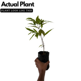 Wild Blueberry /Kaayaaboo(Memecylon umbellatum) Fruit Live Plant (Home & Garden)