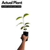 Wild Jackfruit / Anjili Chakka (Artocarpus Hirsutus) (Seedling) Fruit Plant (Home & Garden)