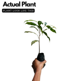 Elanji Plant / Spanish cherry / Maulsari Medicinal Live Plant Home & Garden