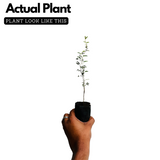 Shami Plant / Vanni Maram (Prosopis Cineraria) Ornamental/Medicinal Live Plant (Home & Garden)