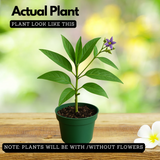 Pepino Fruit Plant(Solanum muricatum) Live Plant (Home & Garden)
