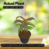 Dracaena Fruticosa(Cordyline fruticosa) (Home & Garden)