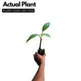 Robusta Banana Fruit Live Plant (Home & Garden)