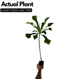 Plumeria (Plumeria rubra) Champa / Frangipani Flowering / Ornamental Live Plant (Home & Garden)