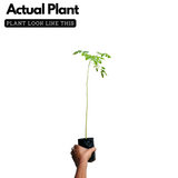 Birth Star : Shravishtha|Avittam|Dhanishta (Plant: Muringa-Moringa Oleifera|Prosopis Cineraria|Prosopis Spicigera|Prosopis Juliflora) (H&G)