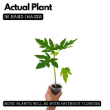Red Lady Papaya Papita Fruit Live Plant (Home & Garden)