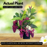 Medinilla plant(Medinilla magnifica)(Home & Garden)