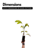 Honey Salak Fruit (Salacca Edulis) Seedling Fruit Plant (Home & Garden Plants)