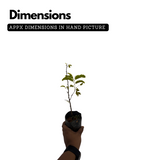 Kolpuli/Valampuli(Tamarindus indica L.) Live Fruit Plant (Home & Garden)