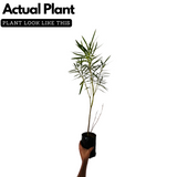 Birth Star : Phalguni|Uthram|Uttara|Uthiram|Uttara PhalgunŽ® (Plant: Arali-Ficus Tinctoria|Nerium Indicum|Ficus Arnottiana)(Home & Garden)