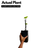 Israel Athi / Anjeer / Israel Fig Fruit Live Plant (Home & Garden)