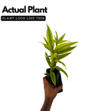 Variegated Lucky Bamboo Plant Ornamental Live Plant (Home & Garden)