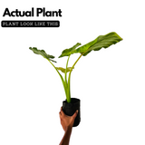 Alocasia Elephant Ear (Alocasia odora)- Live Plant (Home & Garden)