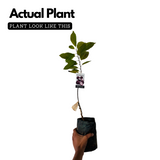 Red Custard Apple / Seethapazham (Grafted) (Annona reticulata) Fruit Live Plant (Home & Garden)