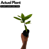 Nutmeg / Jaathi (Seedling) ( Myristica fragrans ) Fruit/Medicinal Live Plant (Home & Garden)