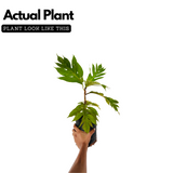 Breadfruit / Kadachakka (Grafted/Layered) (Artocarpus Altilis) Fruit Live Plant (Home & Garden)