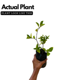 Sri Lankan Mulla (Jasminum multiflorum) Flowering/Ornamental Live Plant (Home & Garden)