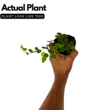 Creeping Fig Plant / Climbing Fig Ficus pumila Ornamental Live Plant (Home & Garden)