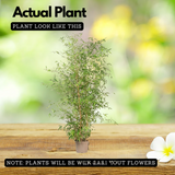 Multiplex Bamboo(Bambusa multiplex)Live Plant (Home & Garden)