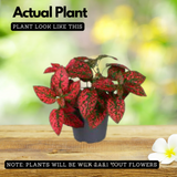 Polka Dot(Hypoestes phyllostachya) Live Plant (Home & Garden)