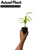 Danthapala (Wrightia tinctoria) Pala Indigo Plant | Dyer's Oleander Flowering/Ornamental/Medicinal Live Plant (Home & Garden)