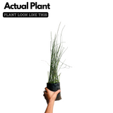 Water Bamboo Plant Ornamental Live Plant (Home & Garden)