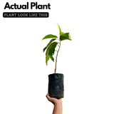 White Chempakam / White Champaca (Grafted) Plant (Magnolia Alba) Flowering/Ornamental Live Plant (Home & Garden)