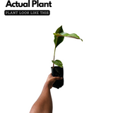 Heliconia (Any Colour) (Genus Heliconia) Flowering/Ornamental Live Plant (Home & Garden)