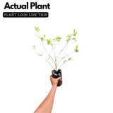 Spring Guava Fruit (Casimiroa Edulis) Grafted Fruit Plant (Home & Garden Plants)