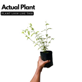 Flowering Plant Birth Star: Pooyam (Plant: Pichi Poo / Jasminum angustifolium) Flowering/Ornamental Live Plant (H&G)