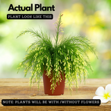 Fire Cracker White Live Plant (Home & Garden)