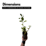 Blackberry Jam Plant (Rubus fruticosus) Fruit Live Plant (Home & Garden)