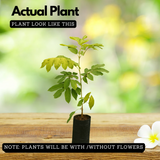 Pulasan Fruit / Philosan (Nephelium mutabile)Grafted Fruit Live Plant (Home & Garden)