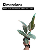 Rubber Plant (Ficus elastica Ruby ) - Live Plant (Home & Garden)